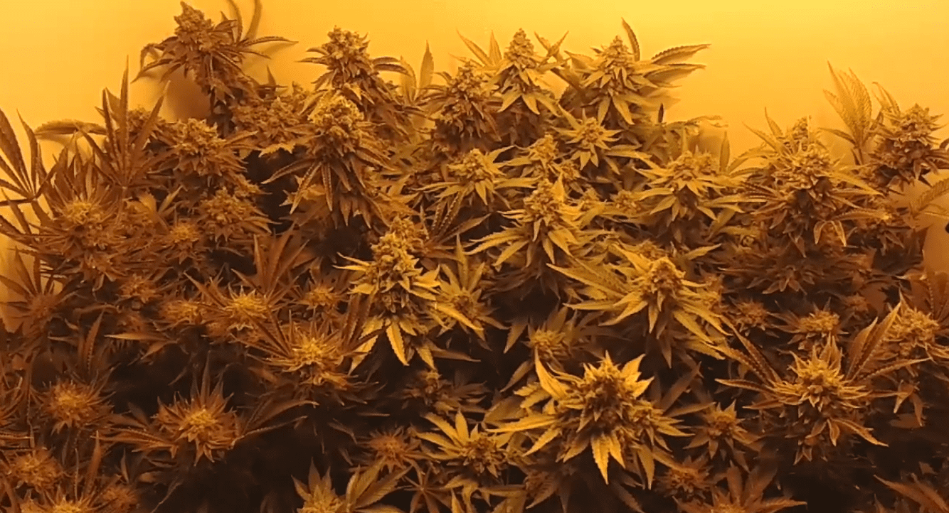 Bodeangettinharvestdone12weeks6strains22020