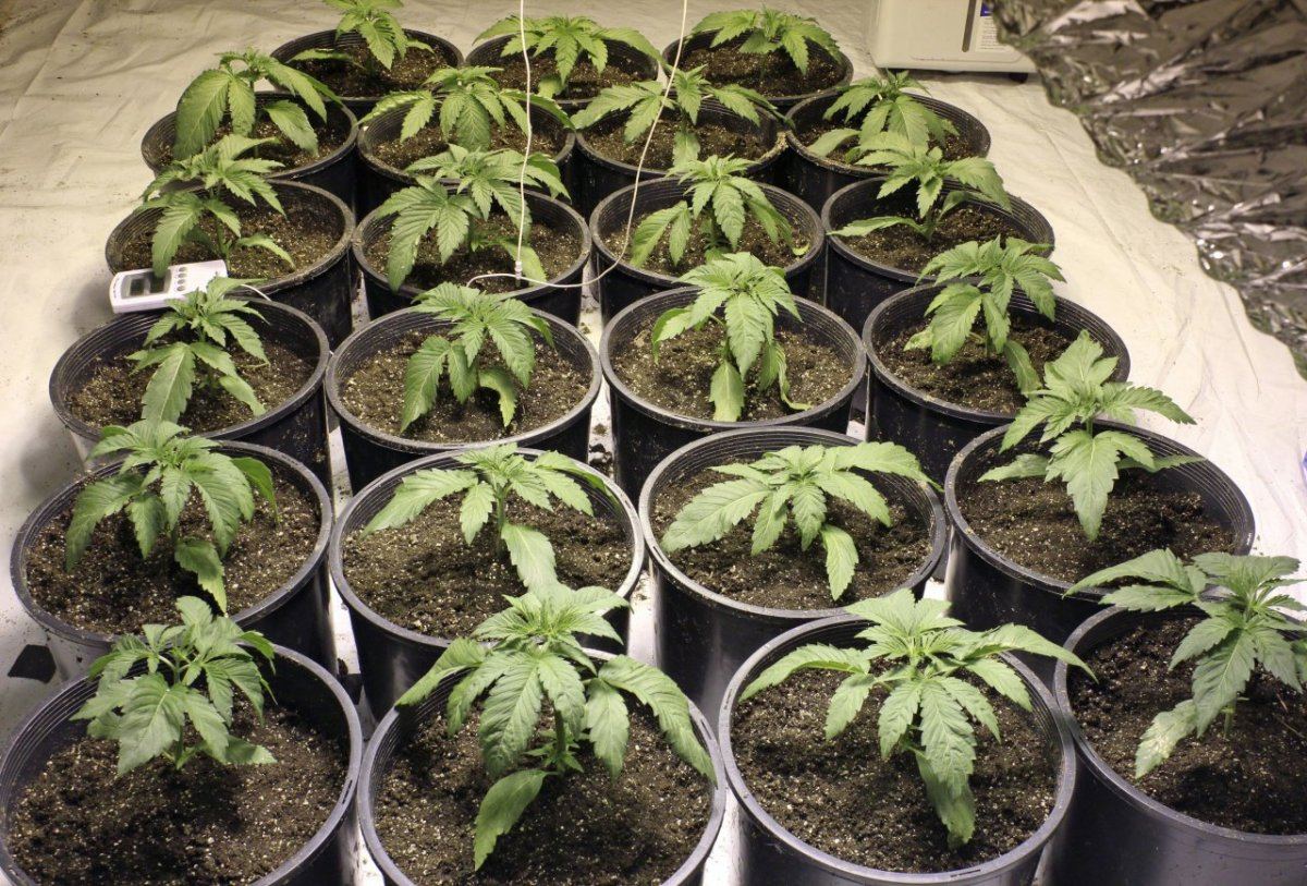 Bodhi and stardawg 3 weeks