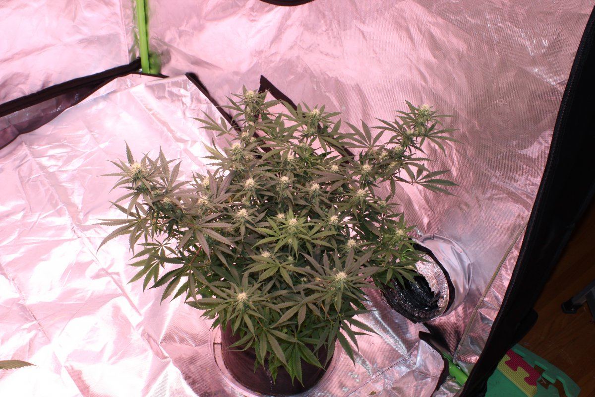 Bodhi apollo 11f4 and other strains 5