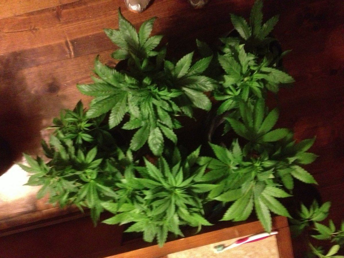 Bodhi head trip grow 7