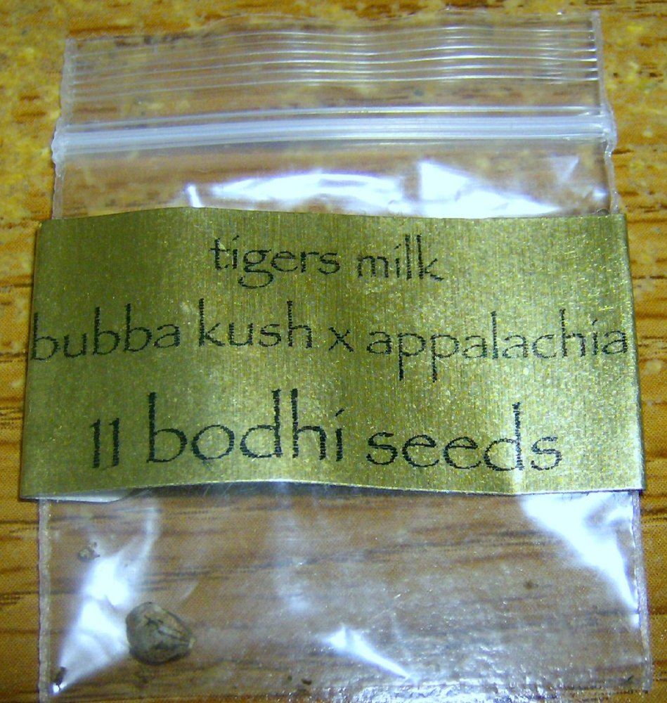 Bodhi seeds   tigers milk