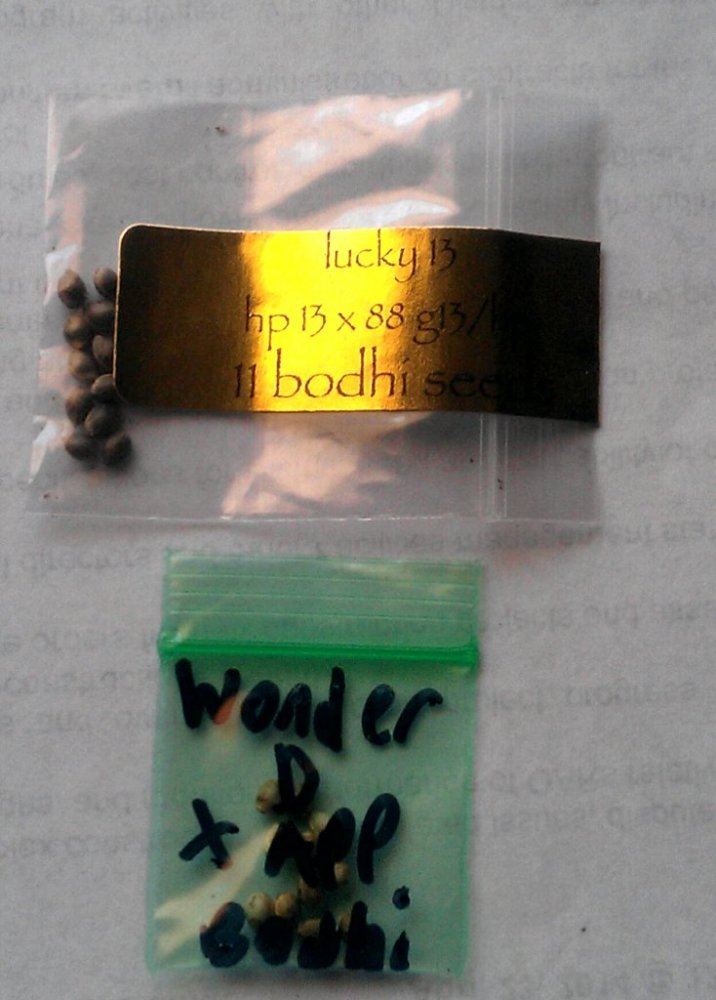 Bodhi stuff