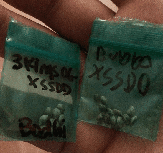 Bodhis new testers ssdd