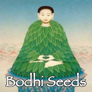 Bodhiseedslogo