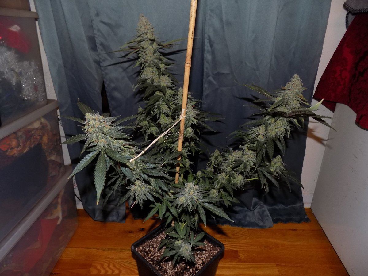 Bog 2 1