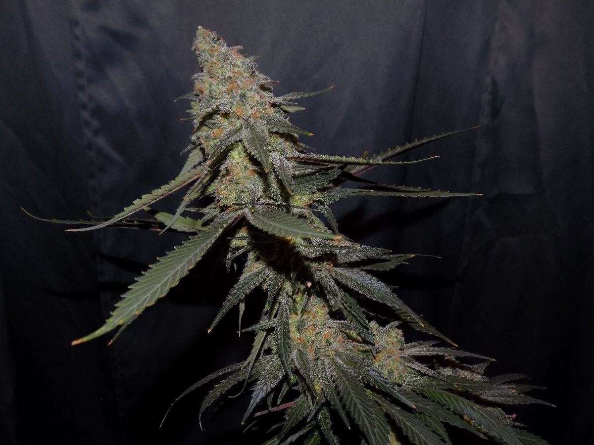 Bog 2 3