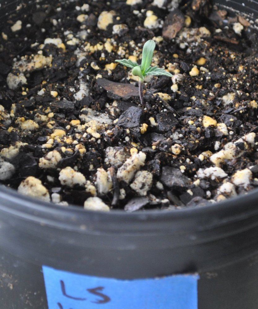 BOG LS VEG1 12 7 13