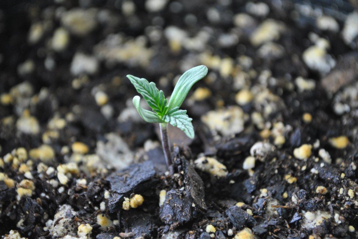 BOG LS VEG2 12 7 13