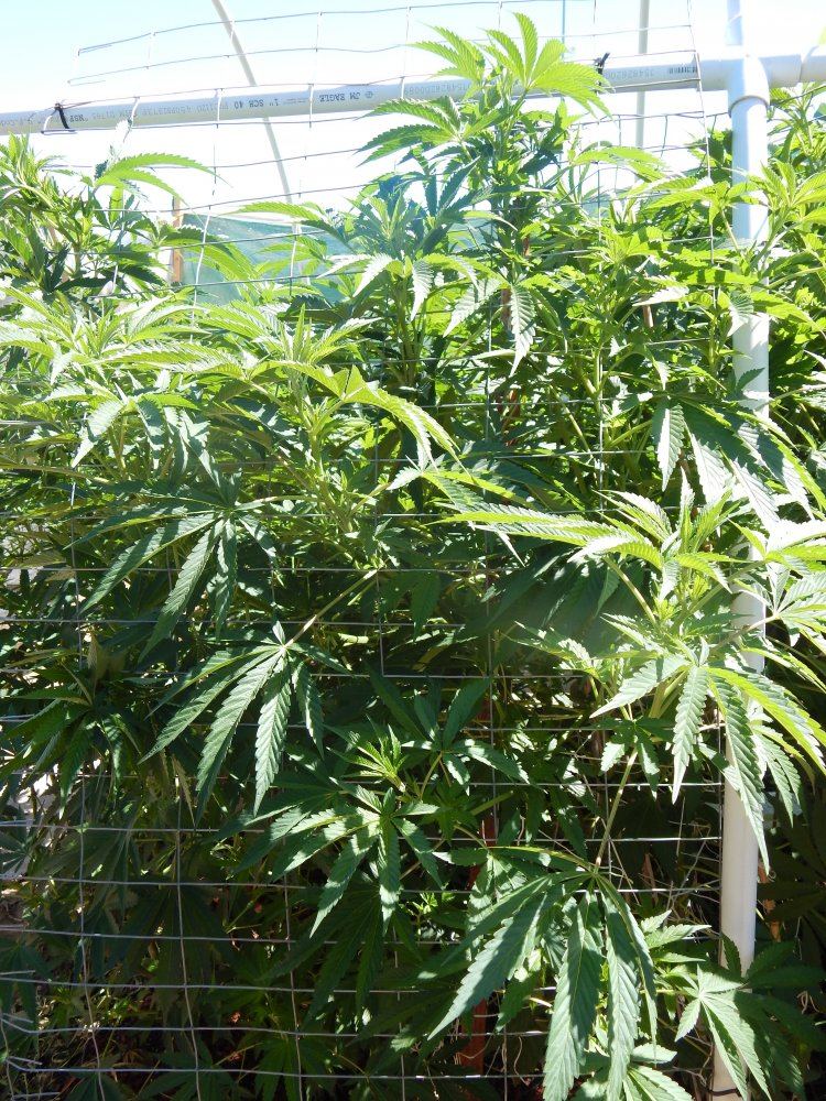 Bog sour boggle outdoor 2015 3