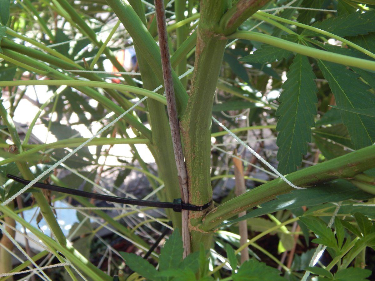 Bog sour boggle outdoor 2015 6