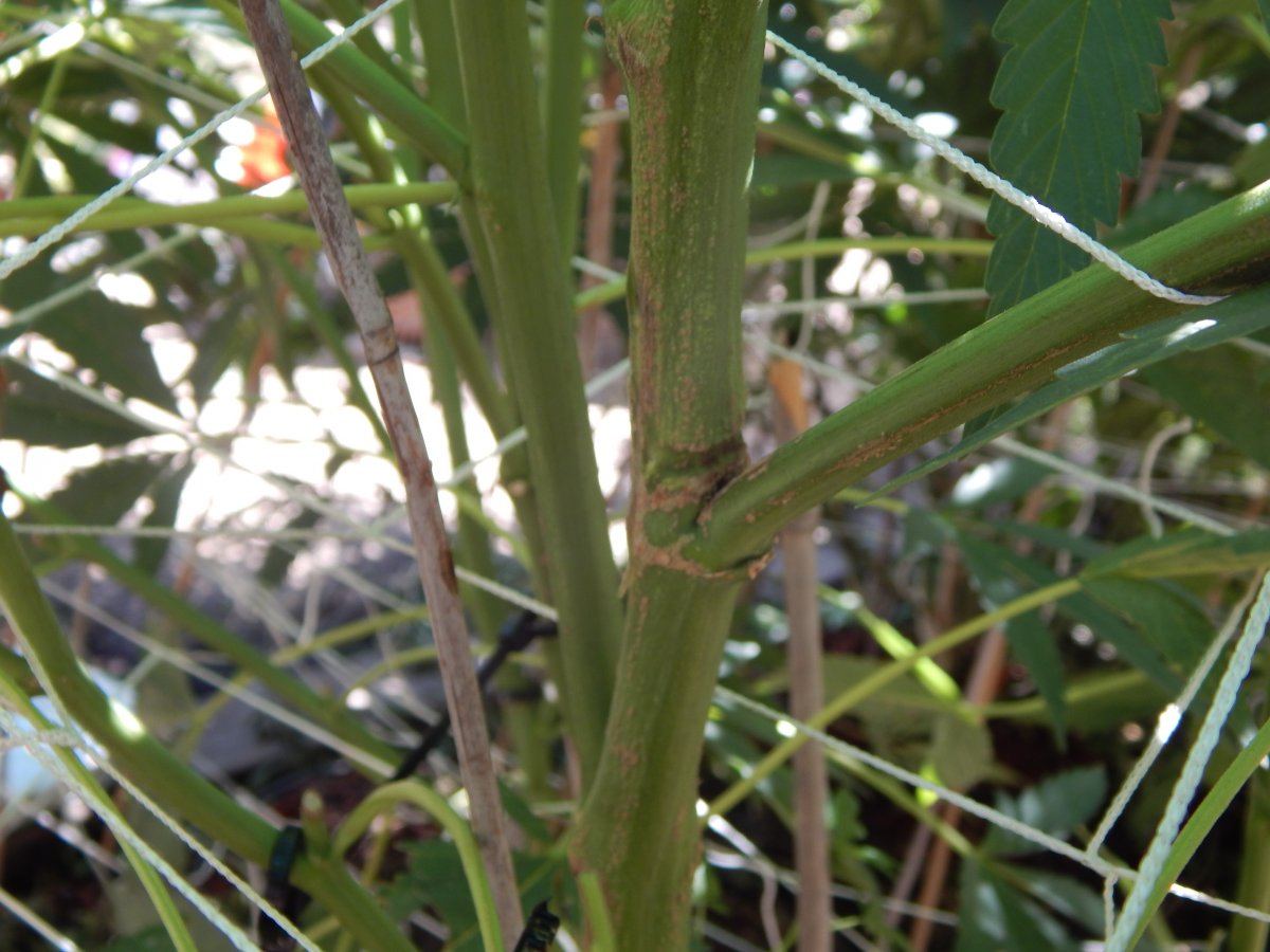 Bog sour boggle outdoor 2015 7