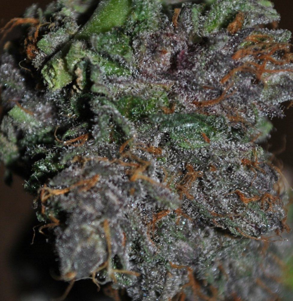 BOG SOUR BUBBLE CHOPPED 1