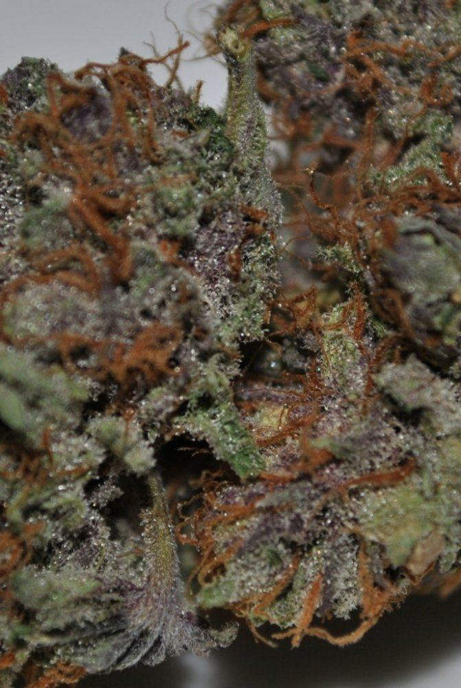 BOG SOUR BUBBLE DRIED 1
