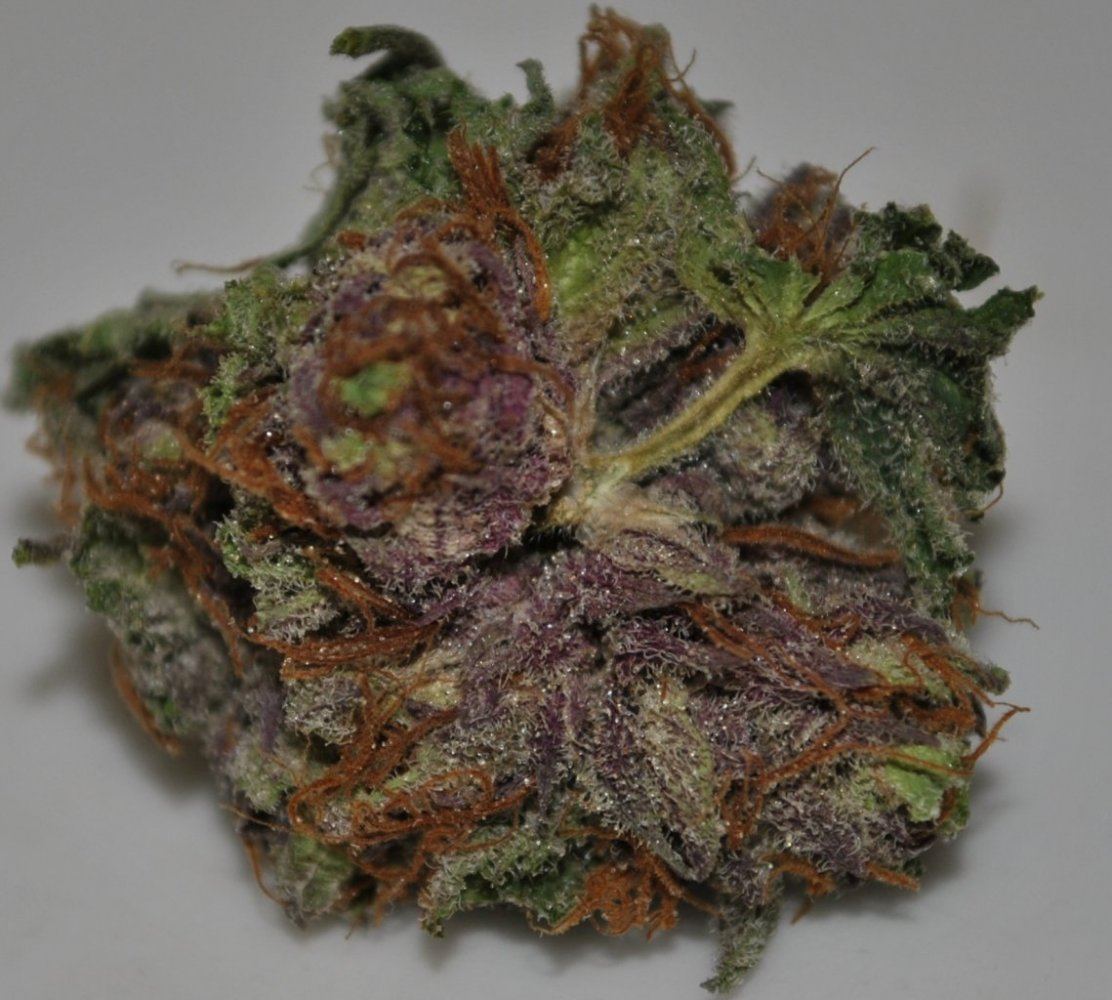 BOG SOUR BUBBLE DRIED 2