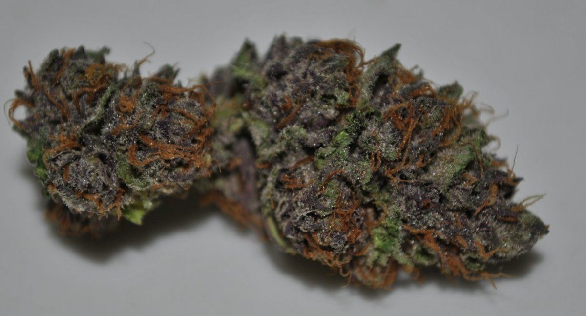 BOG SOUR BUBBLE DRIED 4