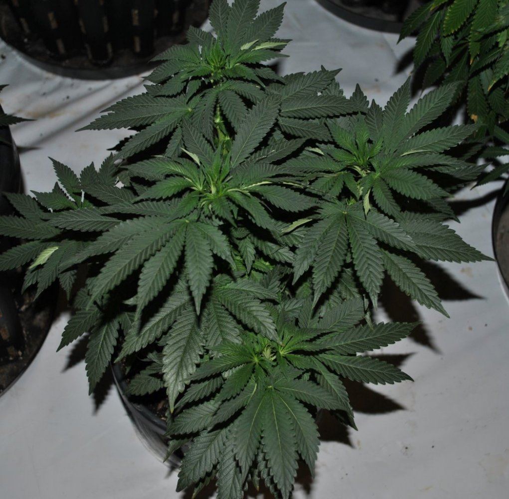 BOG SOUR BUBBLE FLOWER 2 7 14 1