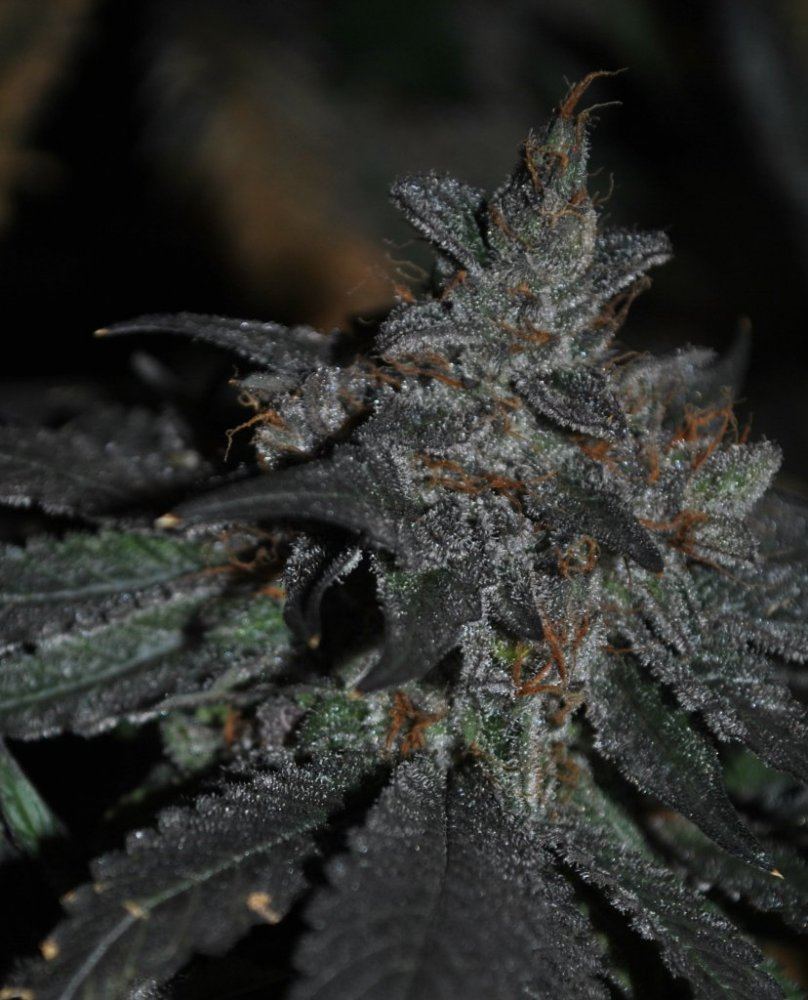 BOG SOUR BUBBLE FLOWER 4 17 14 2