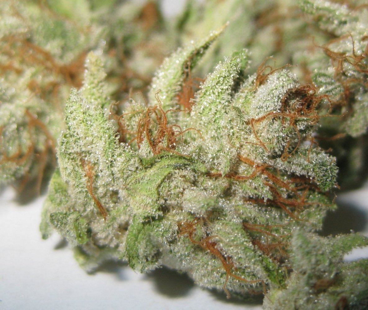 Bog ssk nugs 1