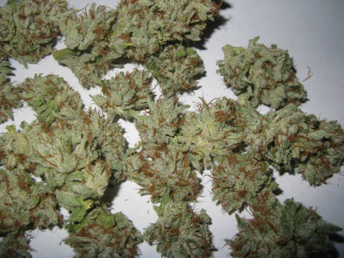 Bog ssk nugs 2