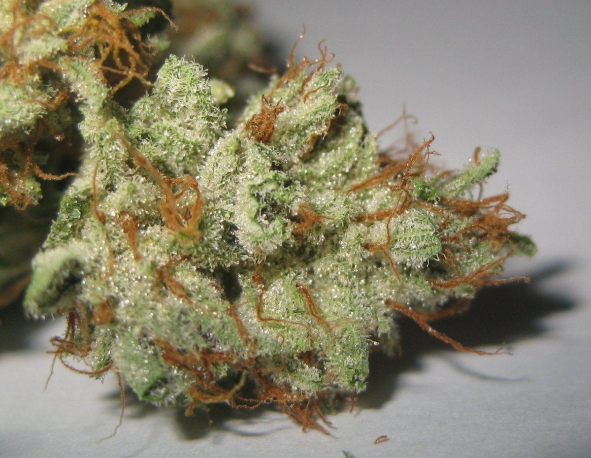 Bog ssk nugs 3