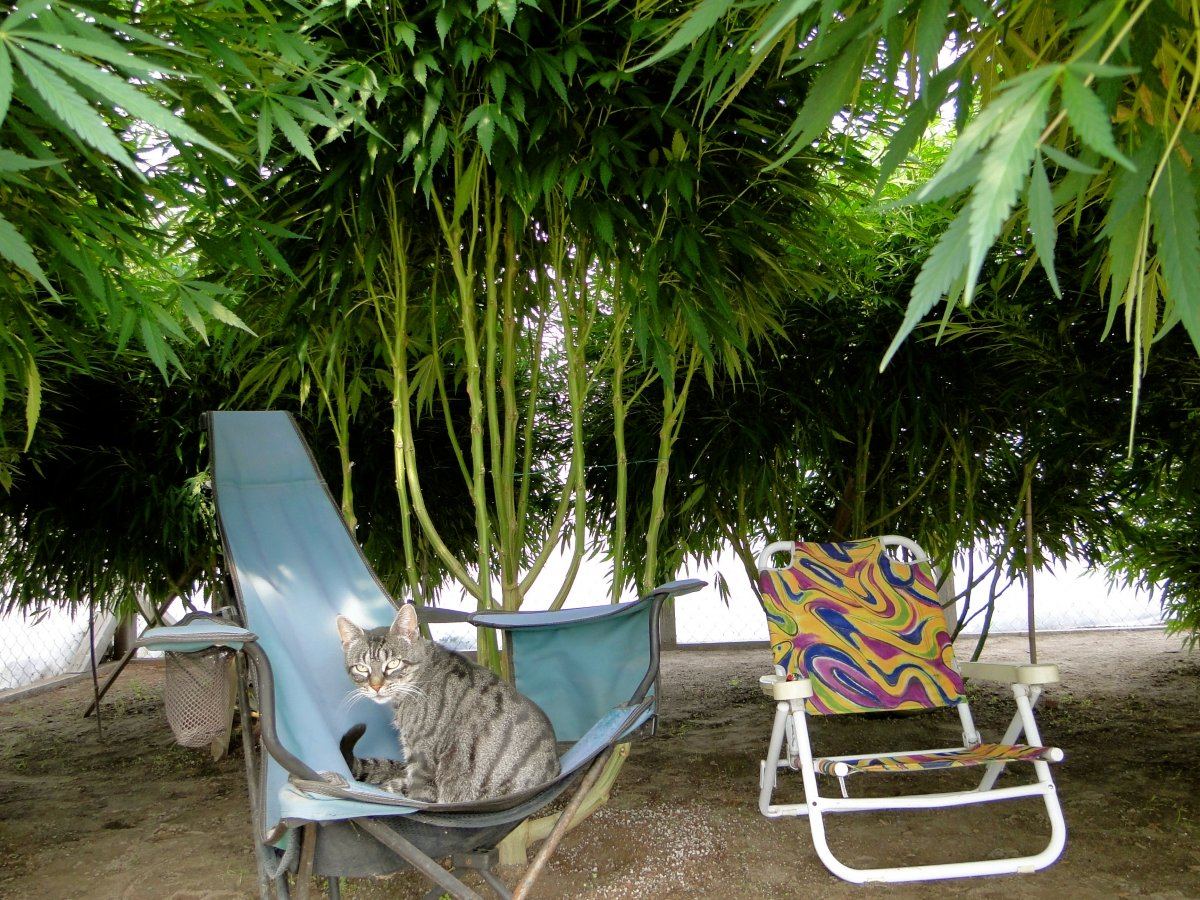 Bogart Under Cannabis Trees