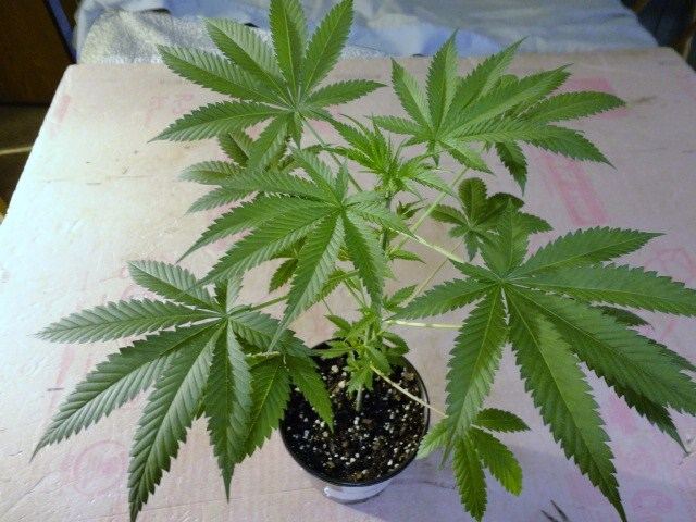 BOGs lifesaver week 6 veg