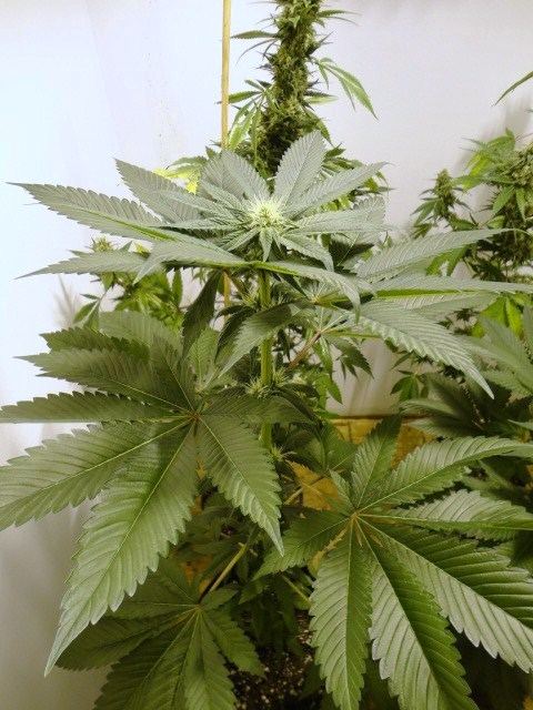 BOGs sour bubble week 2
