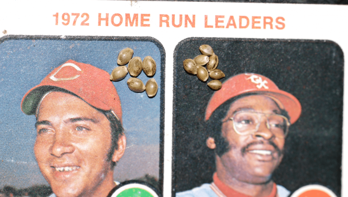BOH Seeds