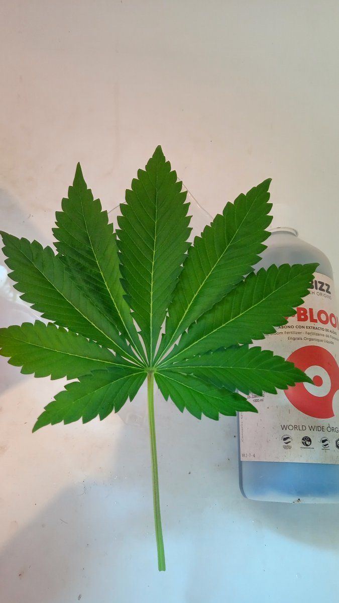 Boi leaf