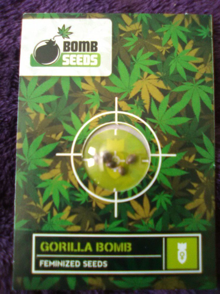 Bomb seeds