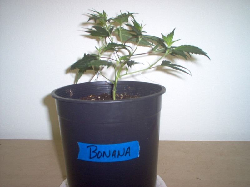 Bonana 002