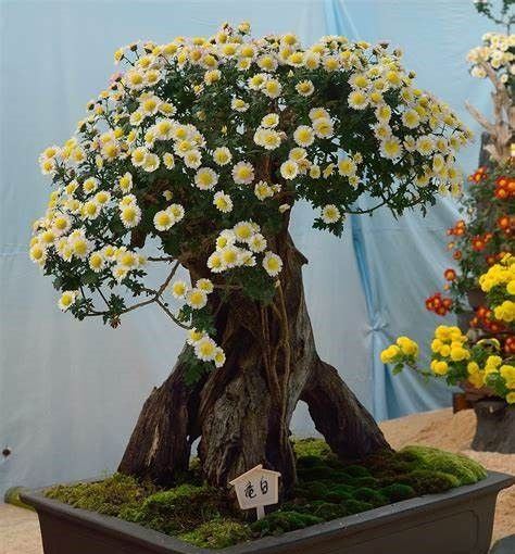 Bonsai