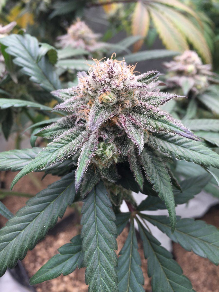 Bonsai wax on wax off  o 3