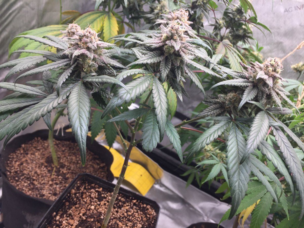 Bonsai wax on wax off  o 4