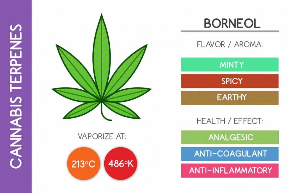 Borneol cannabis terpene chart