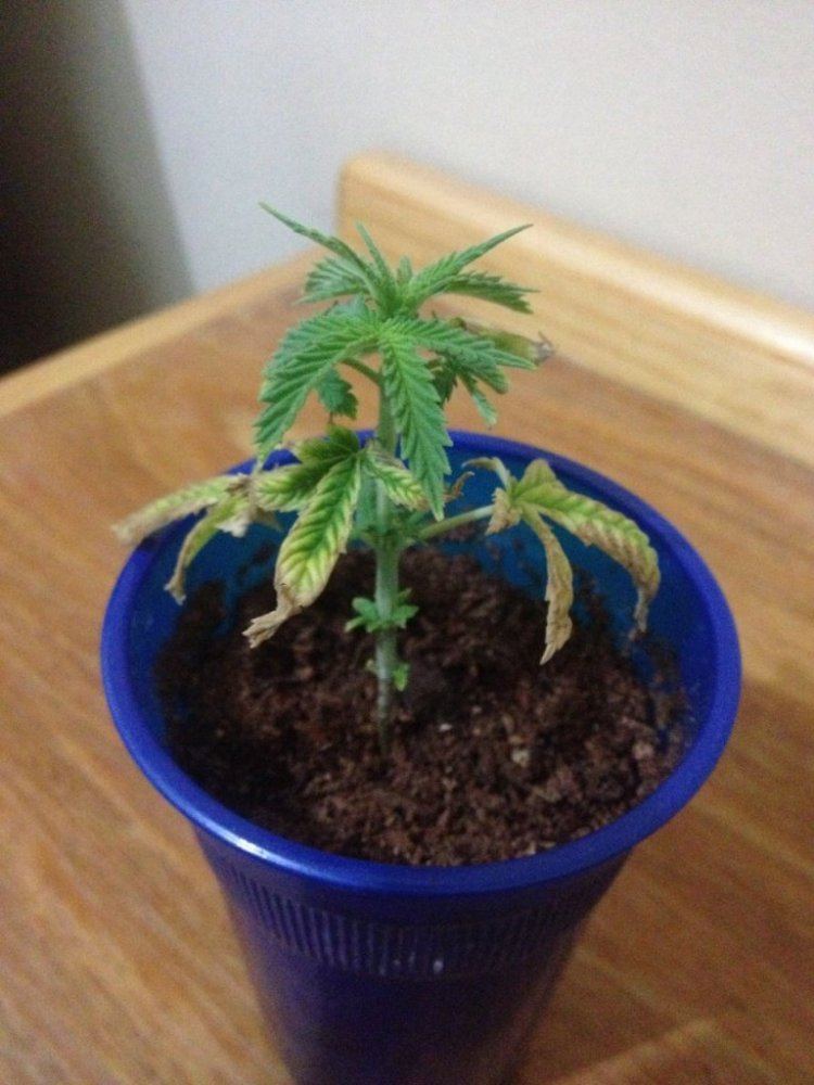 Boron deficiency4