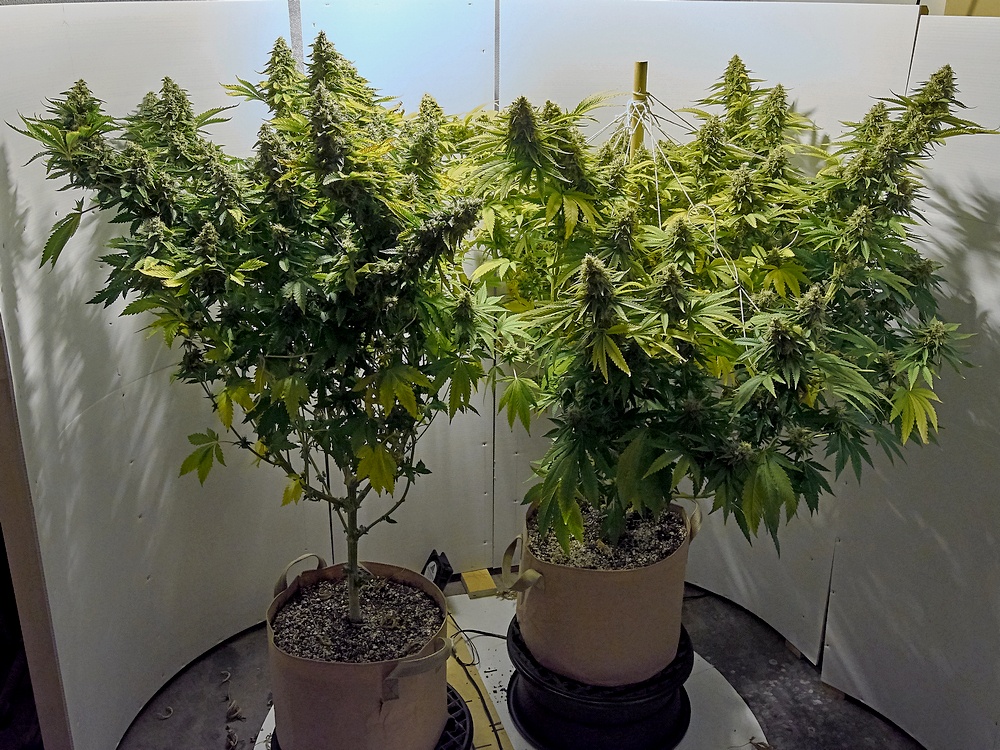 Both two C1 13  Apr 2021 web