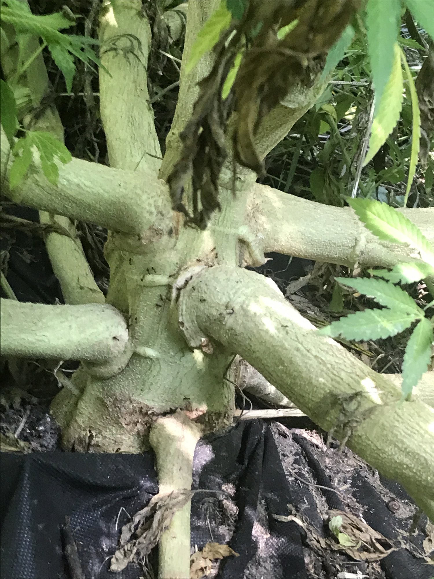 Bottom branch separating from main stalk