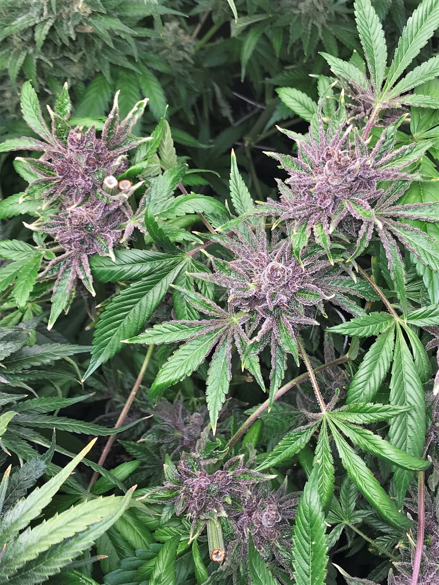Bottom Half in Tent