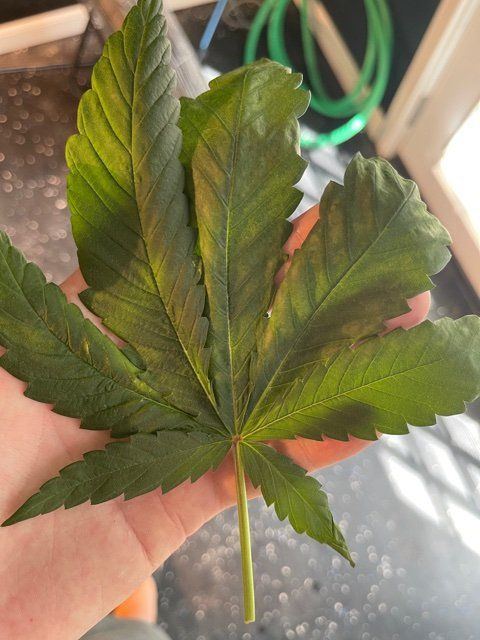 Bottom leaves started wilting during veg help 4