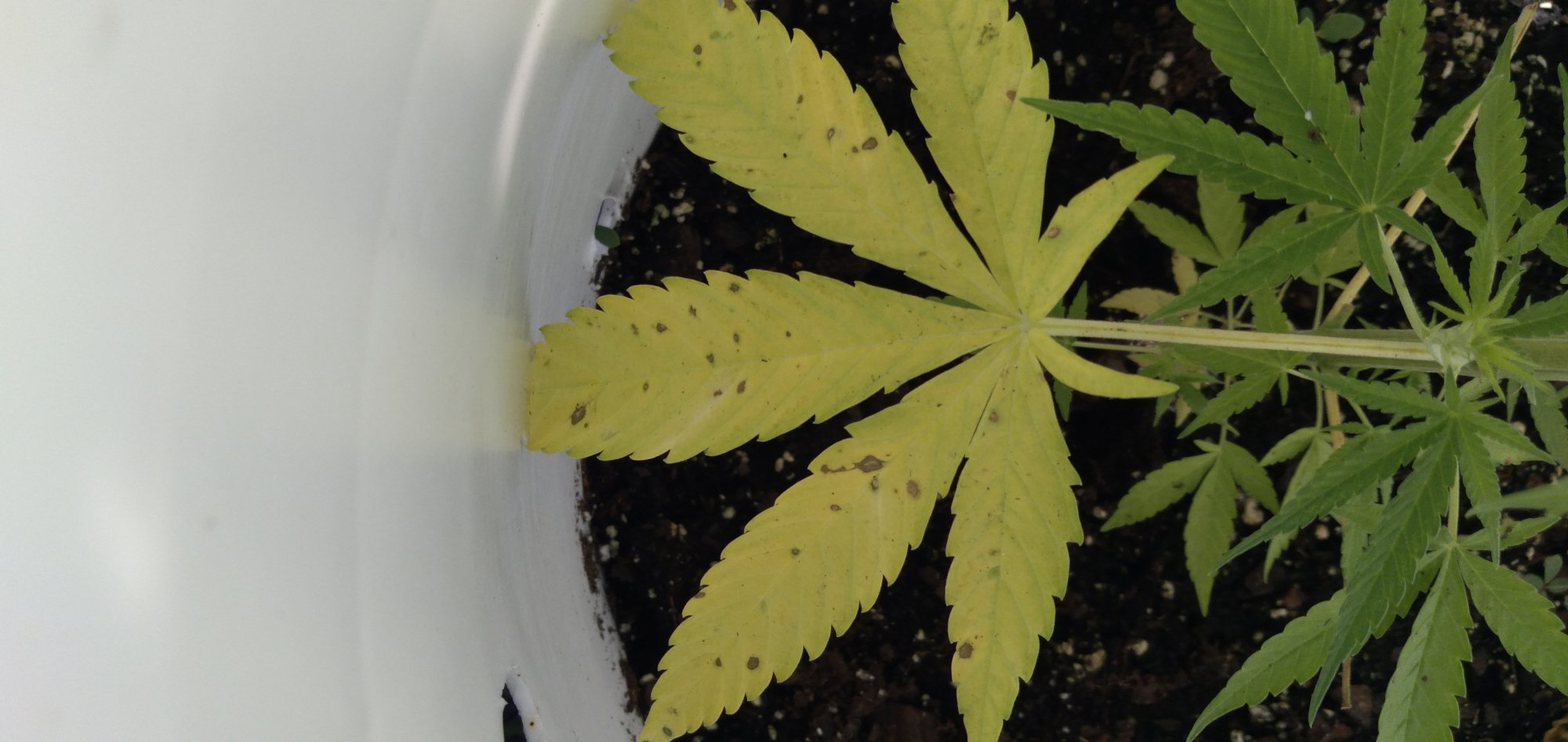 Bottom sun leafs are yellowing and have brown spots 4