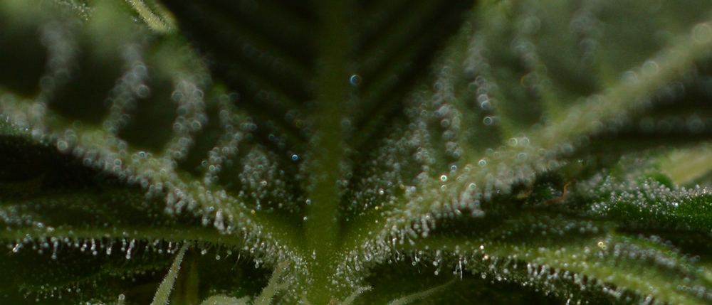 Bottomleaf