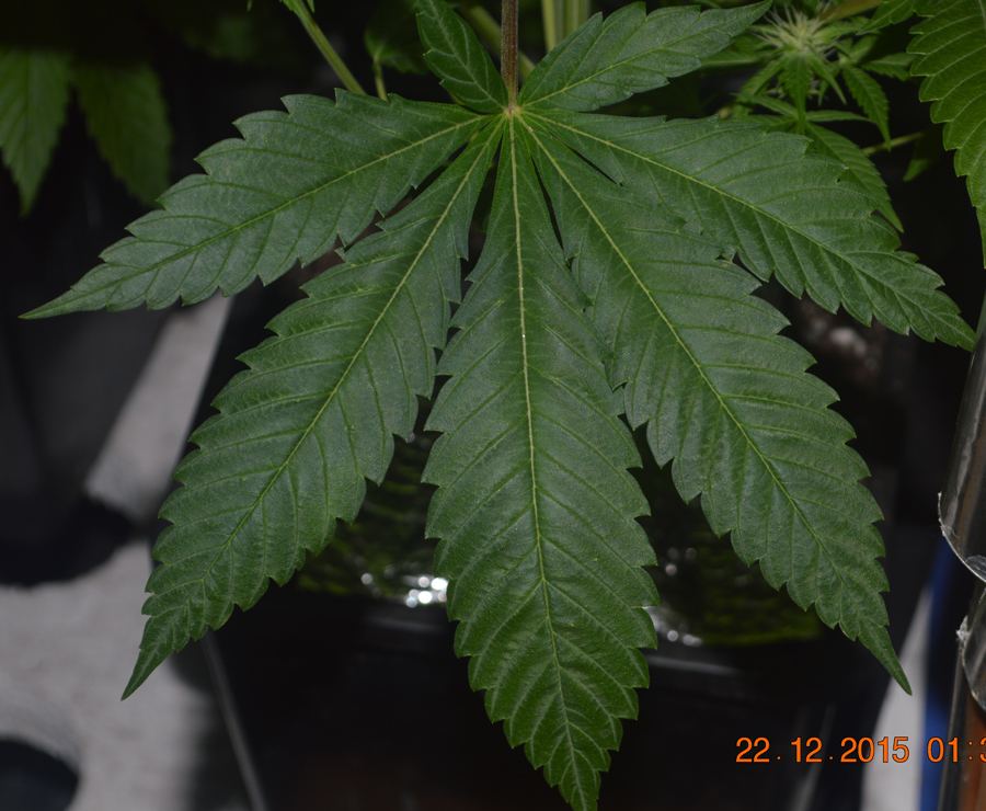 Bottomleaf