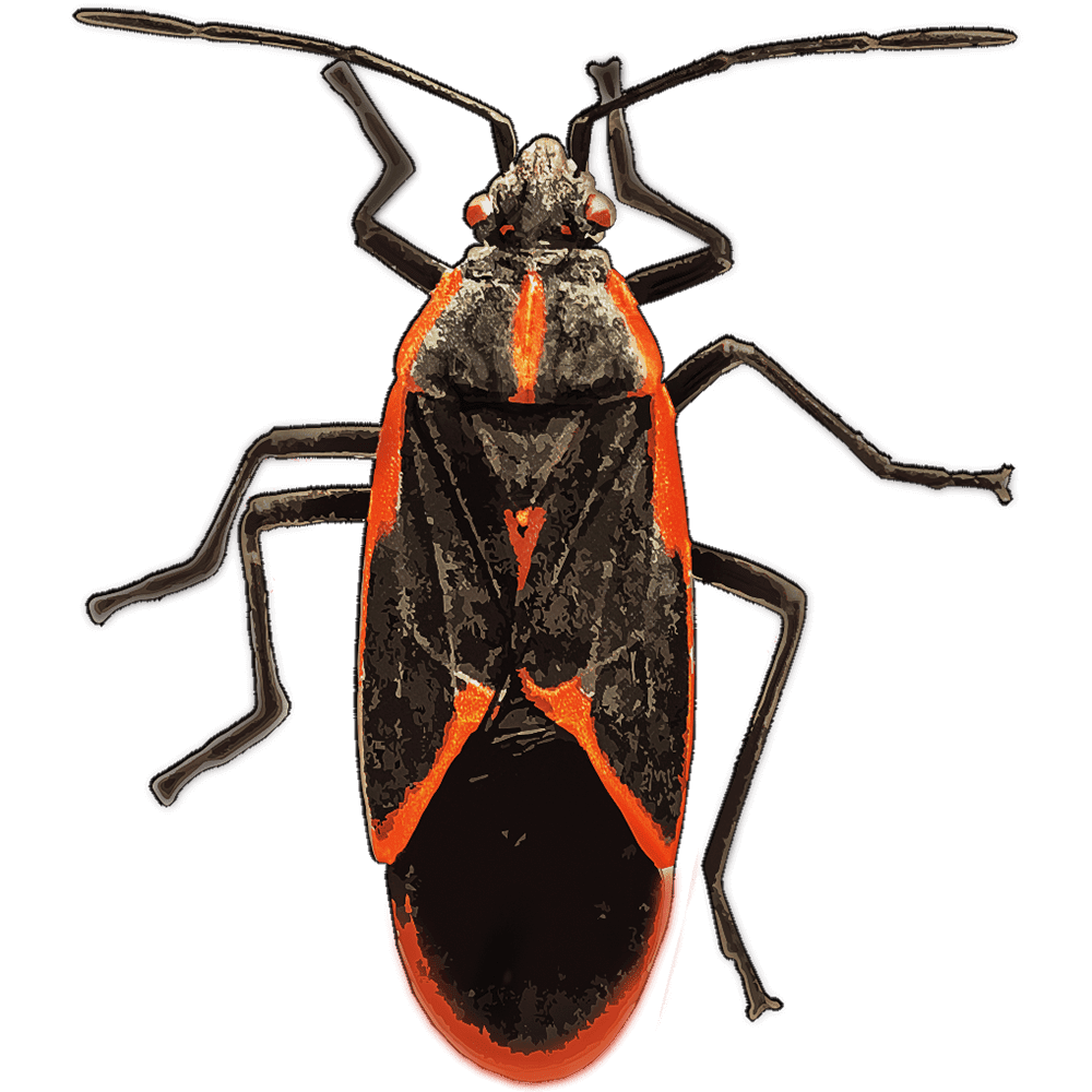 Boxelder