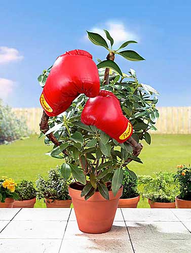 Boxing plant