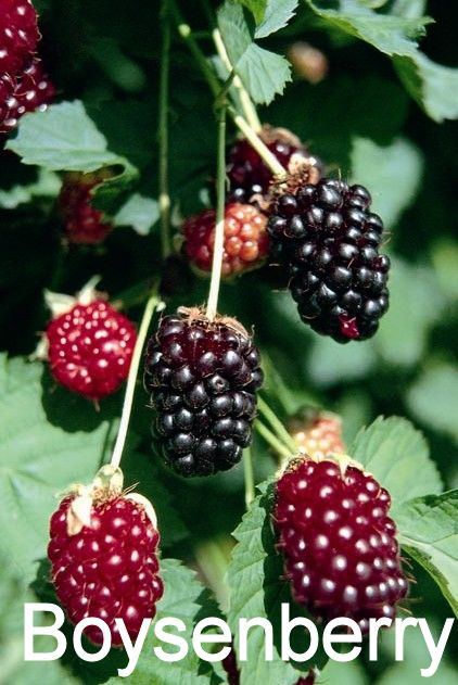 Boysenberry