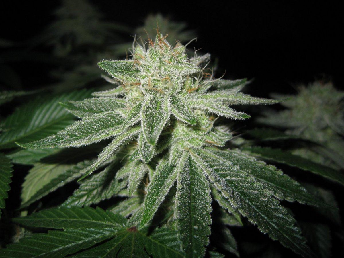 Bp 1st run day 44 1