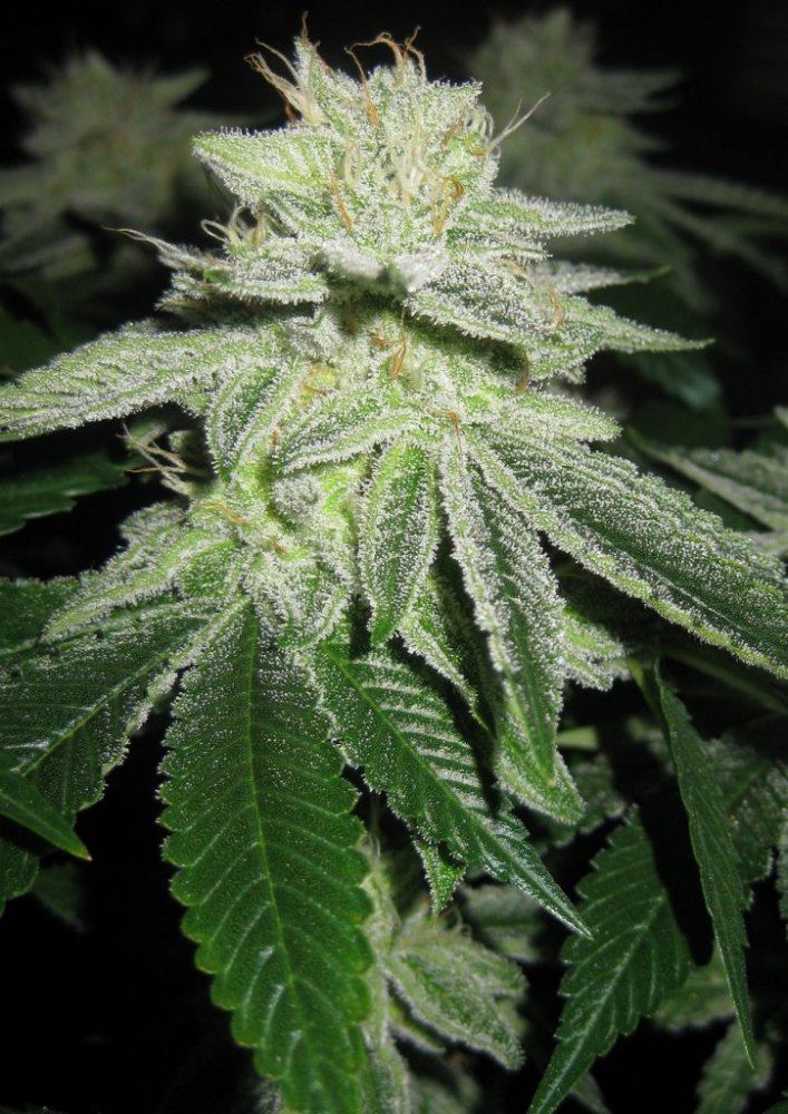 Bp 1st run day 44 2