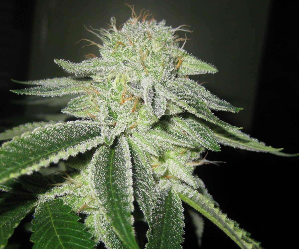 Bp 1st run day 44 3