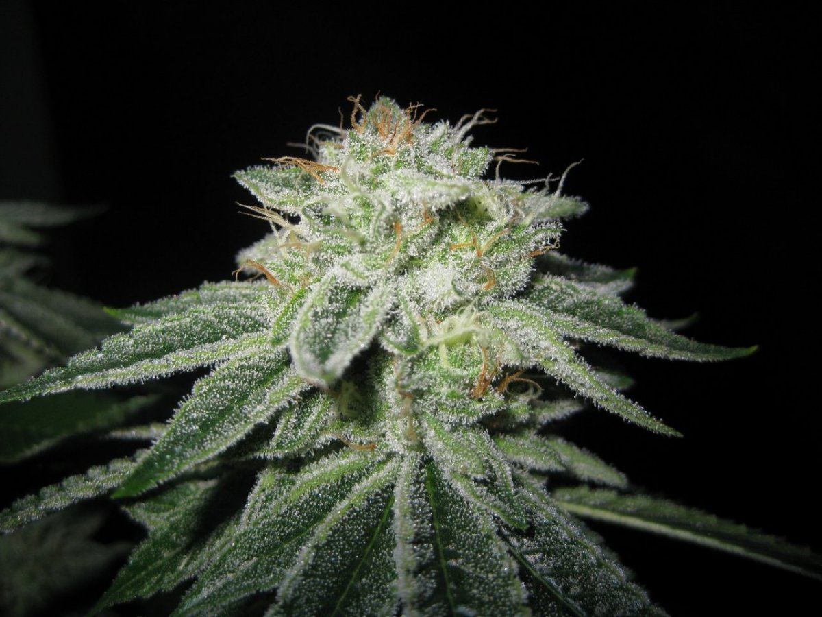 Bp 1st run day 44 4